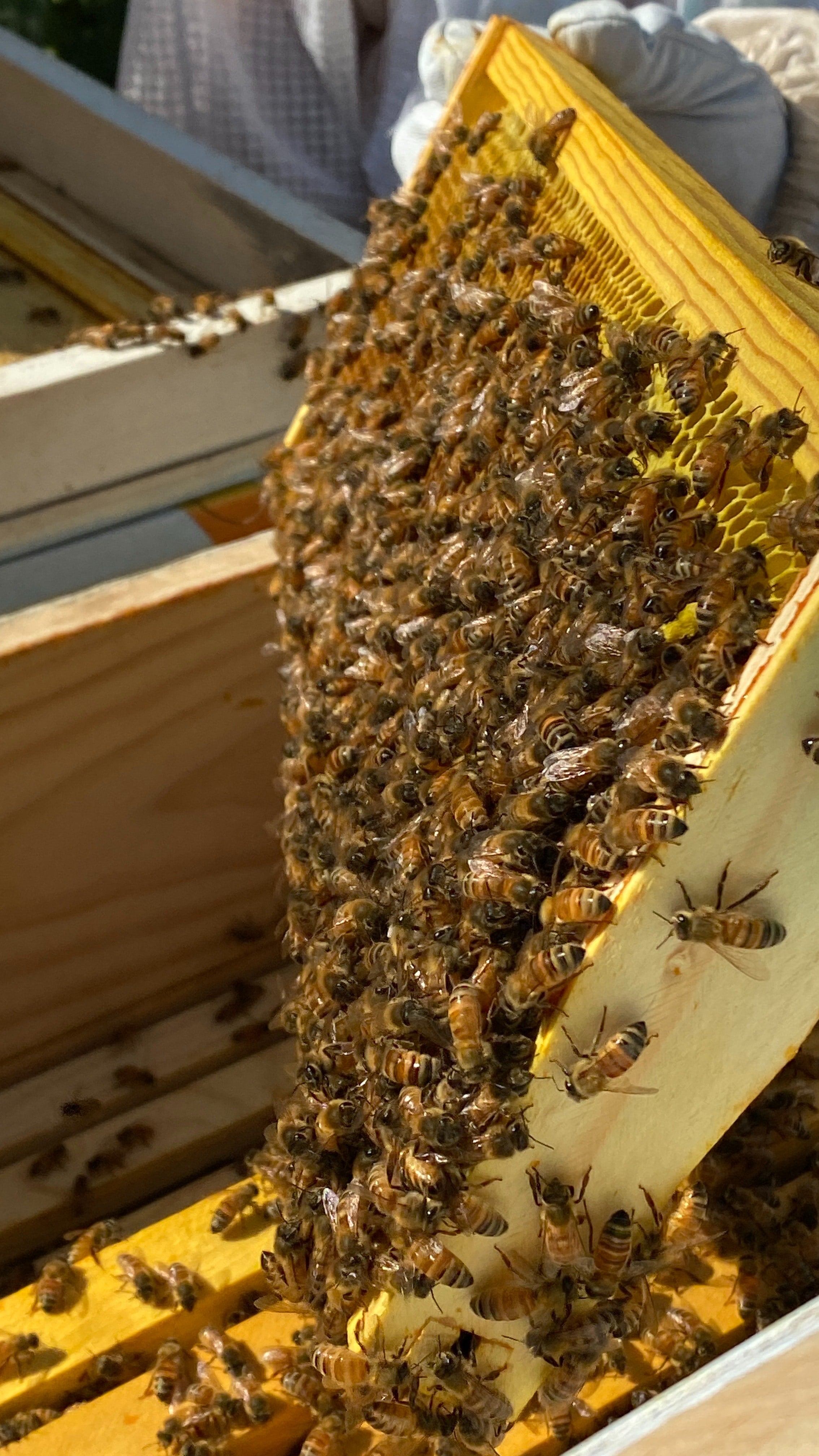 Copoco's Nucleus honeybee Colony For Sale Copoco's Honey